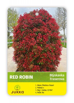 Blýskalka Fraserova (Photinia x fraseri) RED ROBIN