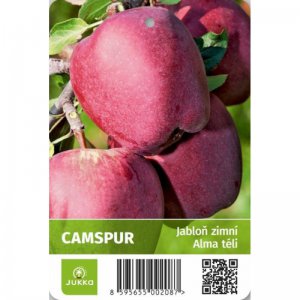 Jabloň CAMSPUR - kontejner