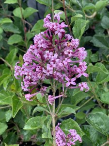 Šeřík FLOWERFESTA PURPLE - kontejner