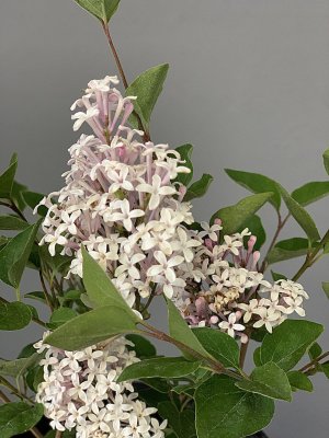 Šeřík FLOWERFESTA WHITE - kontejner