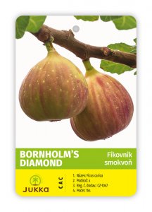 Fíkovník BORNHOLM´S DIAMOND