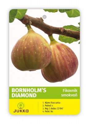 Fíkovník BORNHOLM´S DIAMOND