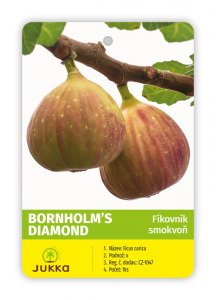 Fíkovník BORNHOLM´S DIAMOND