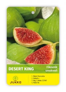 Fíkovník DESERT KING