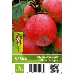 Jabloň sloupovitá VESNA