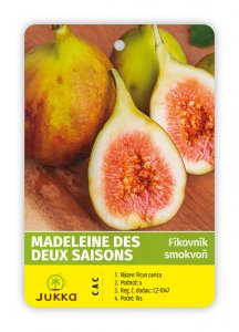 Fíkovník MADELEINE DES DEUX SAISON