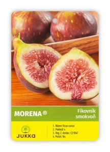 Fíkovník MORENA®