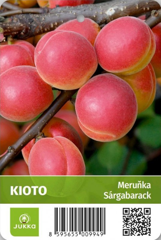 meruňka odrůda kyoto design