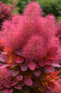 Ruj vlasatá - FLAMISSIMO®