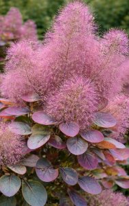 Ruj vlasatá - OLD FASHIONED®