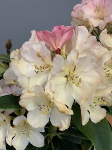 Rhododendron PERCY WISEMAN