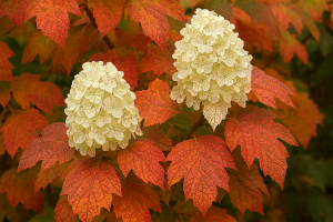 Hortenzie dubolistá - JETSTREAM®