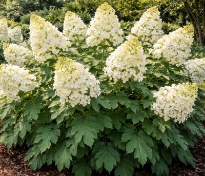 Hortenzie dubolistá - JETSTREAM®