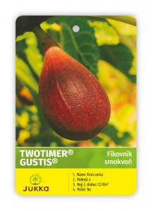 Fíkovník TWOTIMER GUSTIS