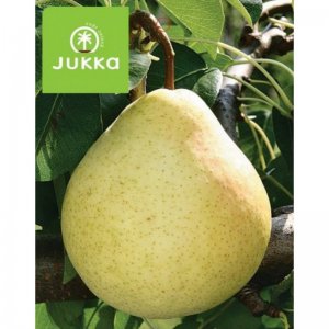 Hrušeň zakrslá LETNÍ ŽLUTÁ - KONTEJNER