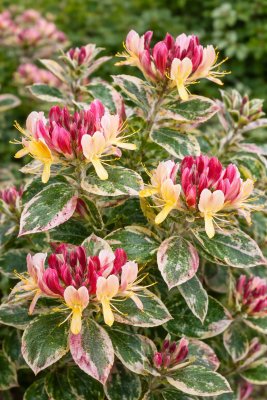 Meruzalka krvavá AMORE® - kontejner