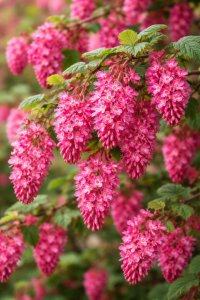 Meruzalka krvavá AMORE® - kontejner