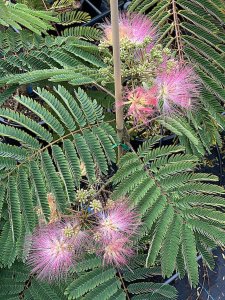 Albízie růžová TROPICAL DREAM - kontejner