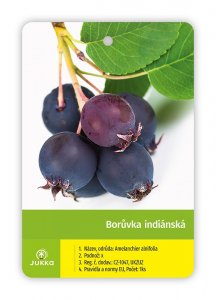 Indiánská borůvka Amelanchier AMELA PBR