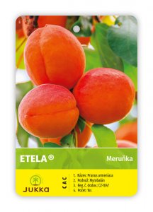 Meruňka ETELA - kontejner