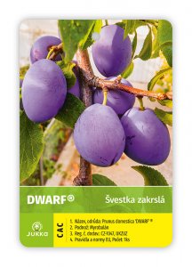 Švestka zakrslá DWARF-kontejner