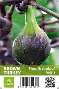Fíkovník BROWN TURKEY