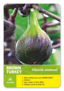 Fíkovník BROWN TURKEY
