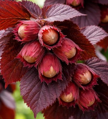 Líska keřová LAMBERTOVA ČERVENÁ - kontejner