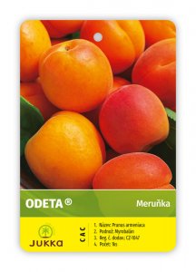 Meruňka ODETA - kontejner