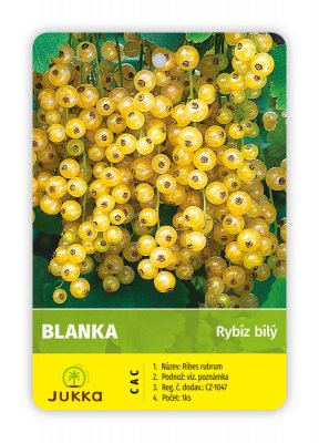 Rybíz stromkový bílý - BLANKA - kontejner