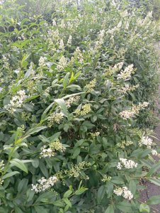 Ligustrum ovalifolium - ptačí zob vejčitolistý