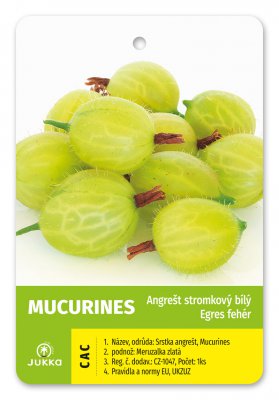 Angrešt stromkový bílý MUCURINES - kontejner
