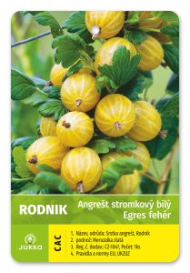 Angrešt stromkový bílý RODNIK - kontejner