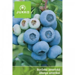 Americká borůvka BLUEJAY