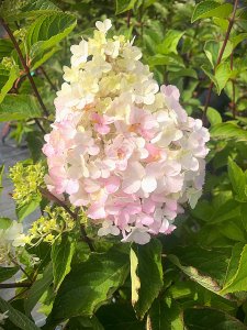 Hortenzie latnatá - FRAISE MELBA®  kontejner