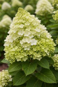 Hortenzie latnatá - MOJITO