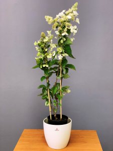 Hortenzie latnatá - PINK DIAMOND - kontejner