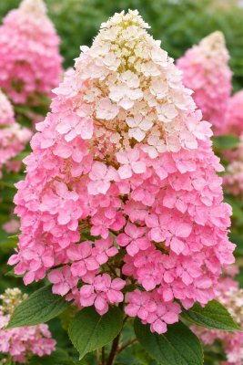 Hortenzie latnatá - PINK DIAMOND - kontejner