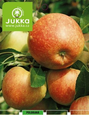Jabloň sloupovitá MOONLIGHT® - kontejner