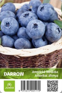 Americká borůvka DARROW