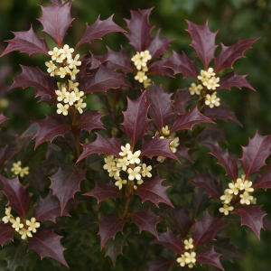 Vonokvětka různolistá (Osmanthus heterophyllus) PURPUREUS