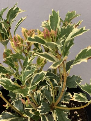 Vonokvětka různolistá (Osmanthus heterophyllus) VARIEGATUS