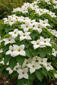 Svída japonská - MANDARIN JEWEL