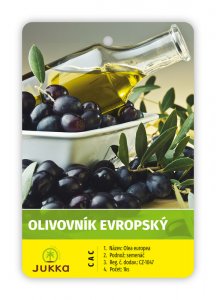Olivovník evropský PRODROMOS - kontejner
