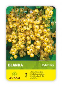 Rybíz keřový bílý - BLANKA kontejner C2