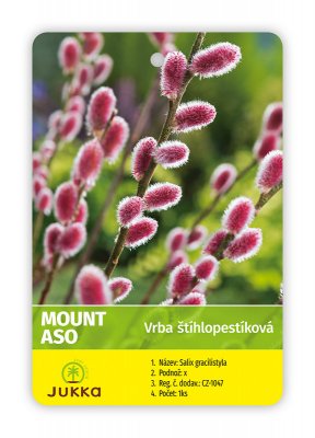 Vrba štíhlopestíková MOUNT ASO -  kontejner