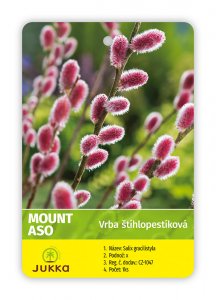 Vrba štíhlopestíková MOUNT ASO -  kontejner