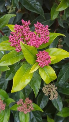 Viburnum tinus (Kalina modroplodá)  - GWENLLIAN
