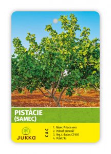 Pistacia vera - PETER - kontejner