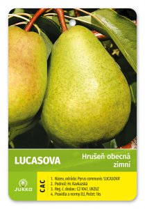 Hrušeň LUCASOVA